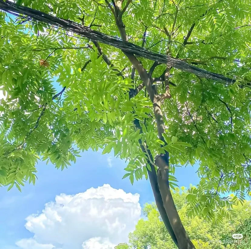 这是上期评论区，想看壁纸的朋友们！它来了