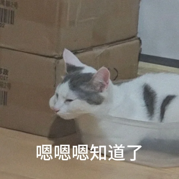 在发疯中摆烂小猫表情包