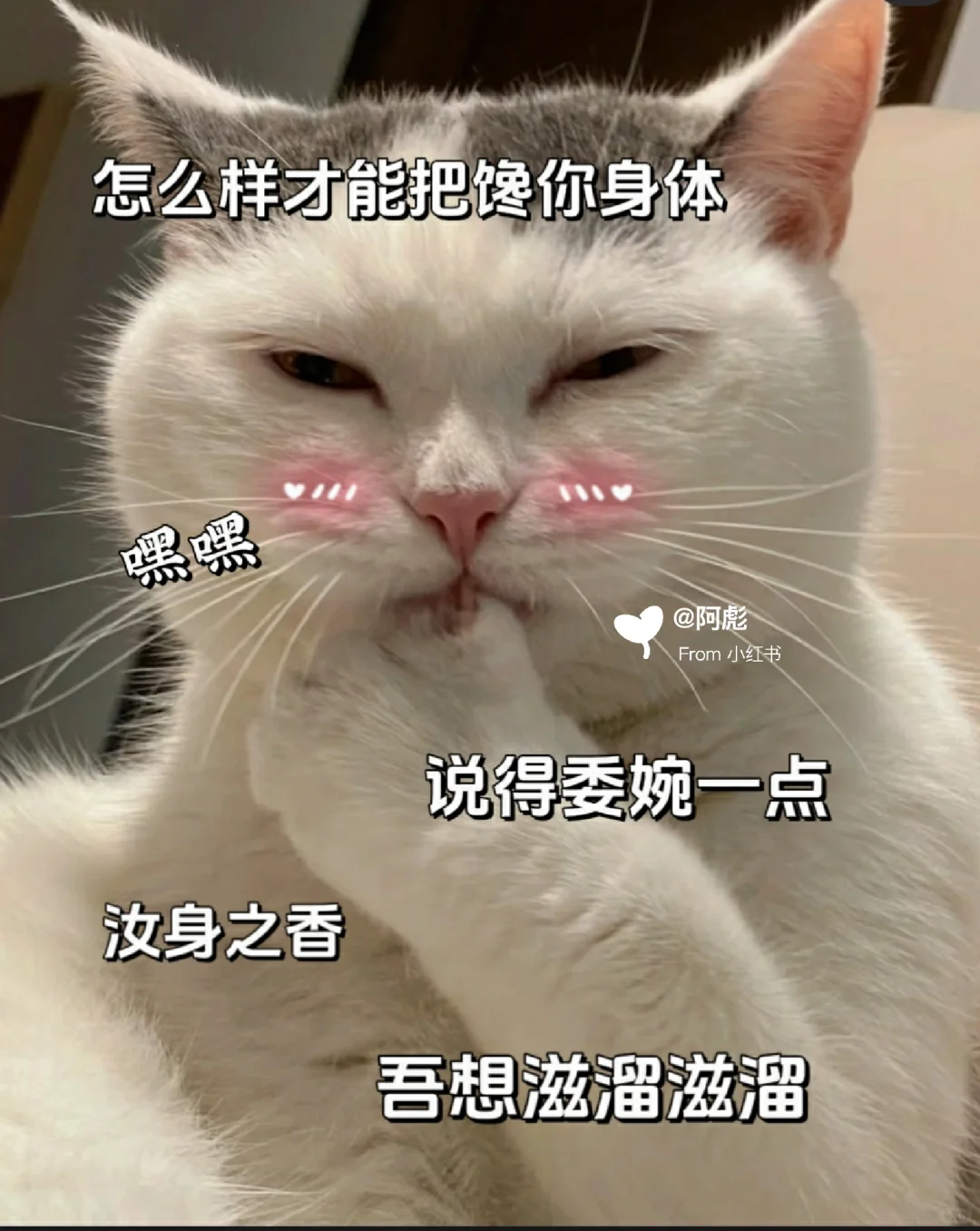 猫咪表情包?你是我最喜欢的人