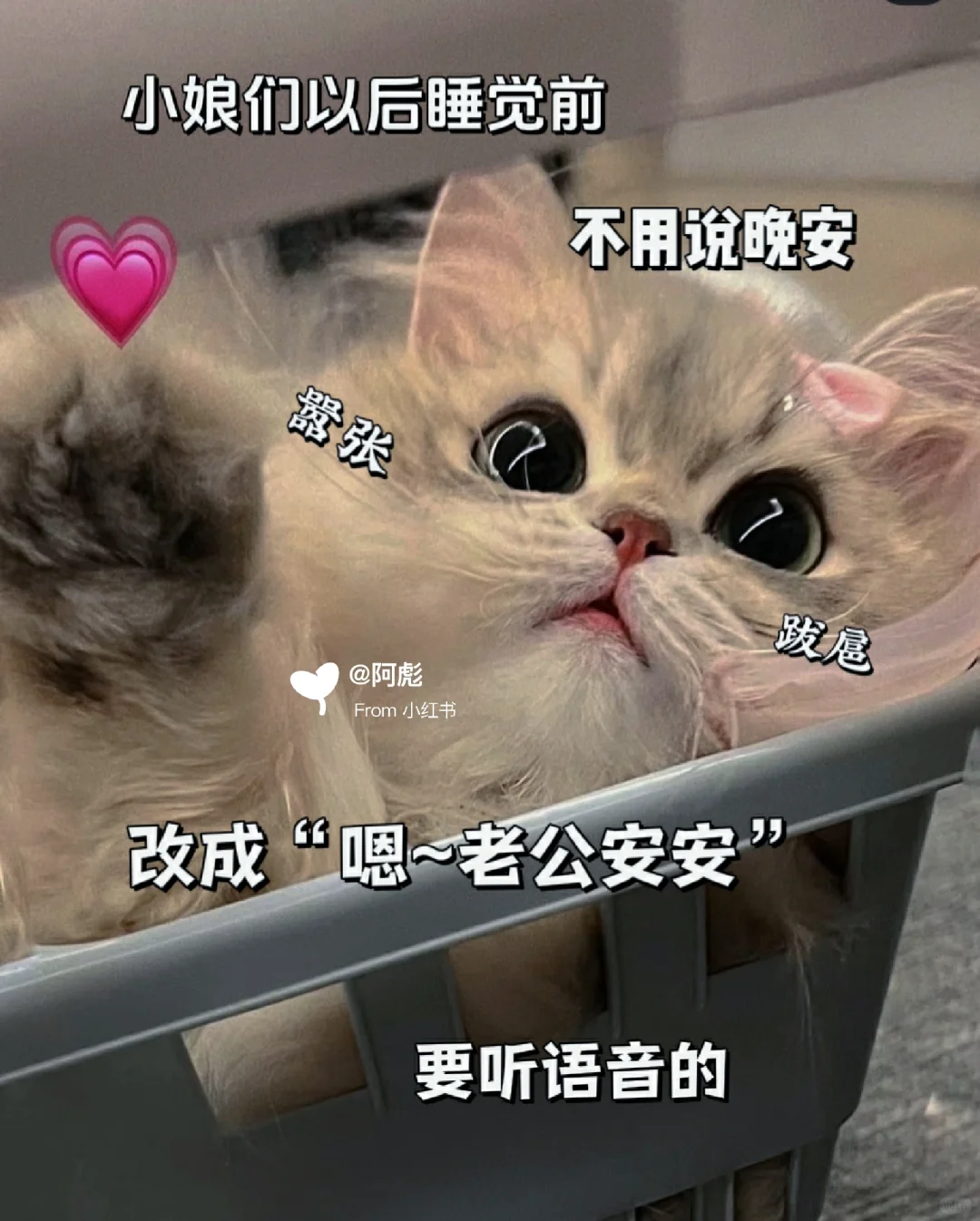 猫咪表情包?你是我最喜欢的人