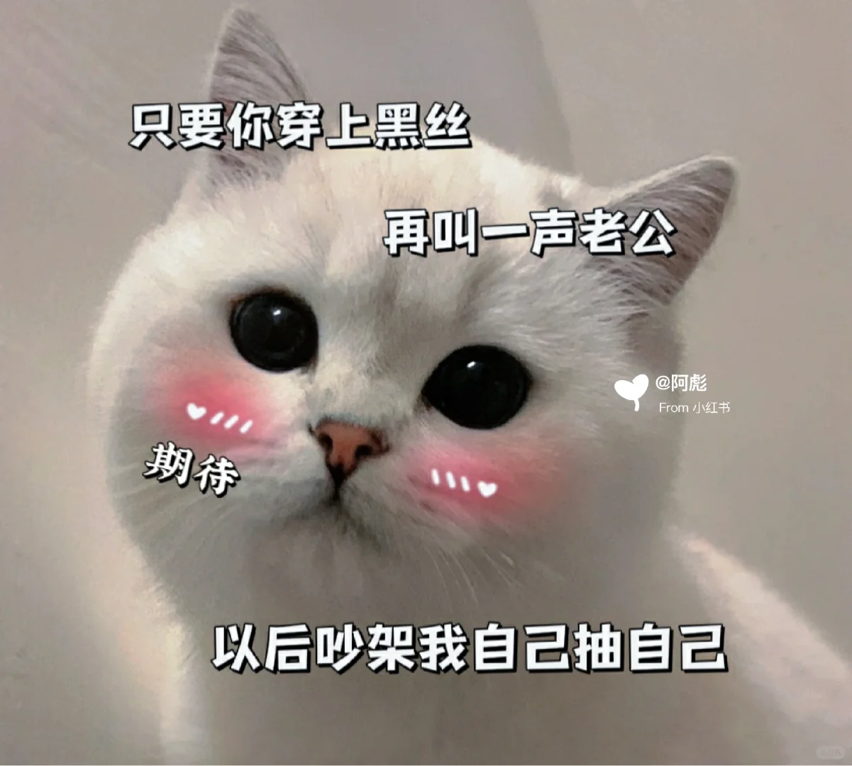 猫咪表情包?你是我最喜欢的人