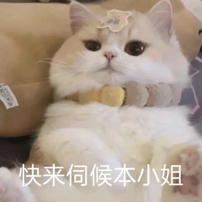 我的乖乖，分享一组可爱猫猫的表情包