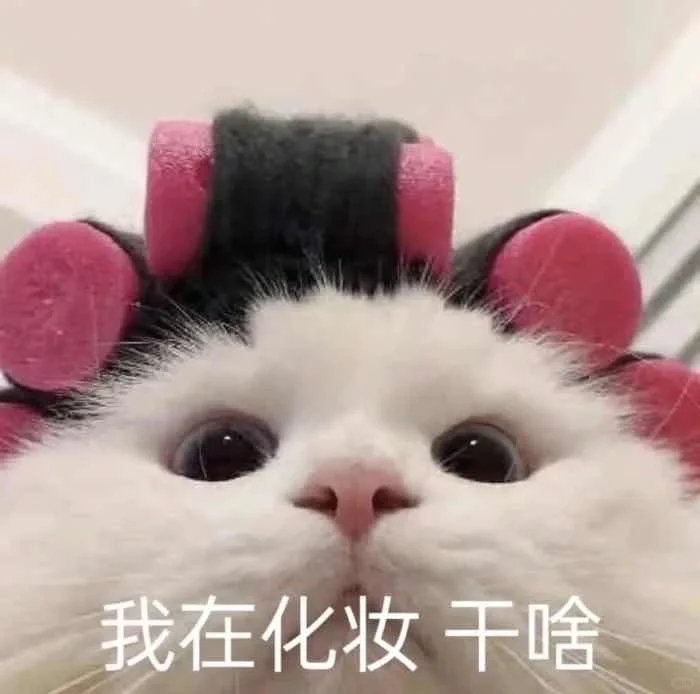 我的乖乖，分享一组可爱猫猫的表情包