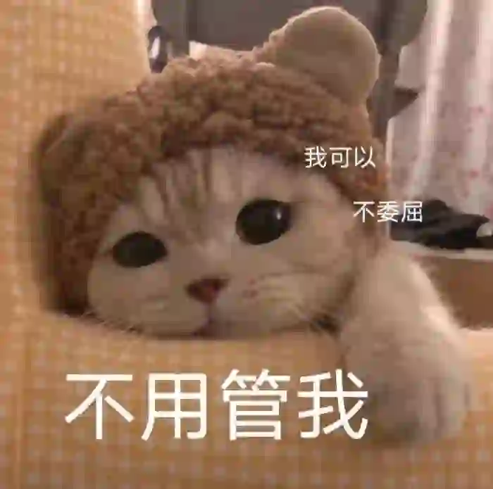 我的乖乖，分享一组可爱猫猫的表情包