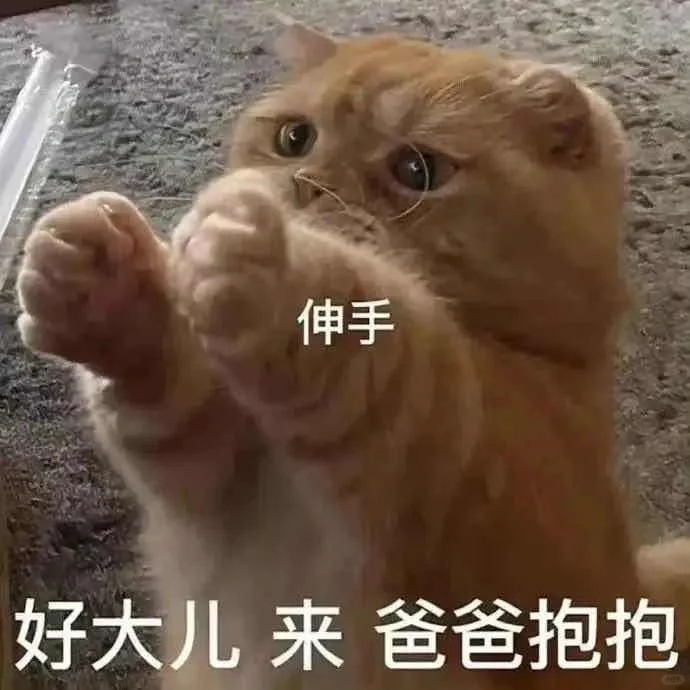 我的乖乖，分享一组可爱猫猫的表情包