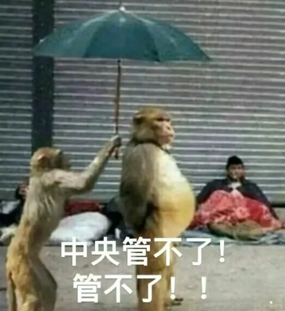 我看看是谁没有吗喽表情包