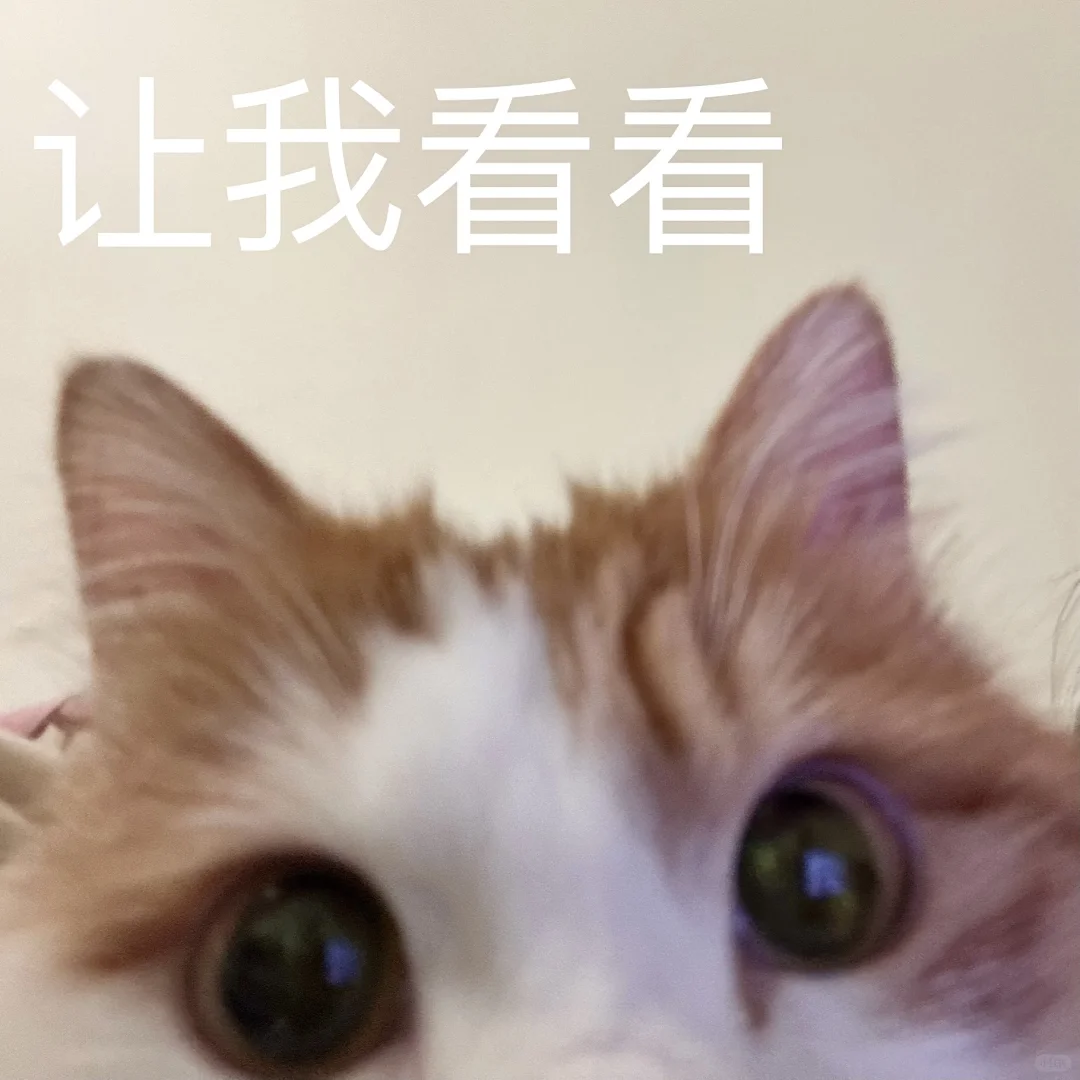 我就是古希腊掌管小猫表情包的神