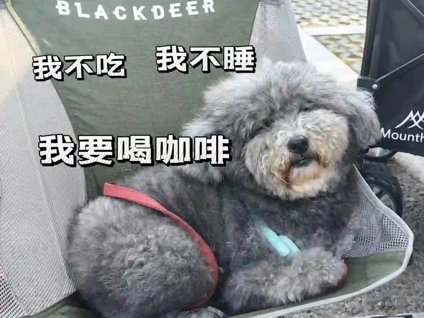 给狗子求个表情包??