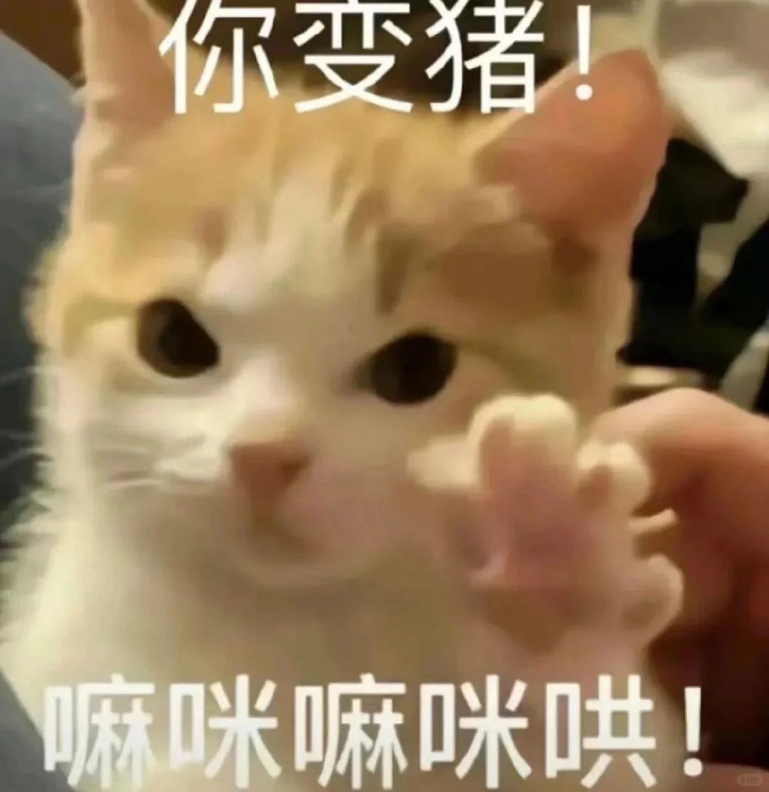 今日份沙雕猫表情包，拿去用