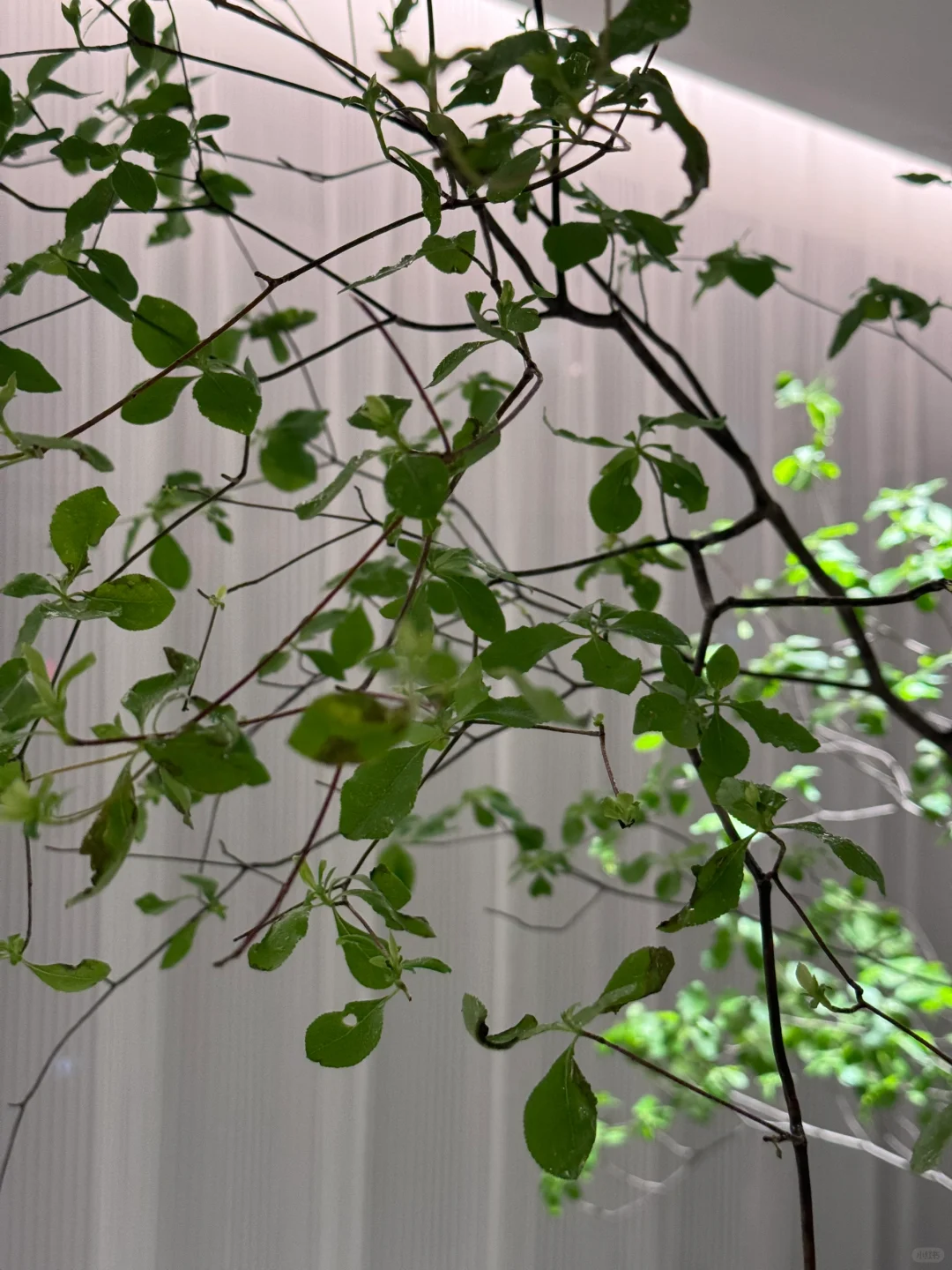 ?纯欲氛围感调色 我与家里植物的夏日