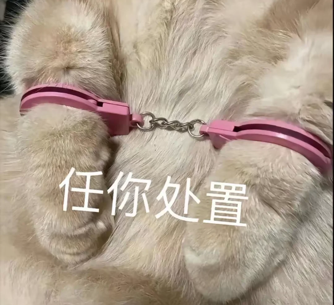 可爱修猫聊天表情包又来啦～