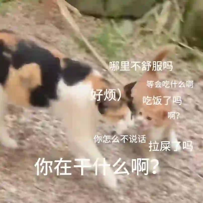 烦人小猫表情包，快拿去和crush犯贱