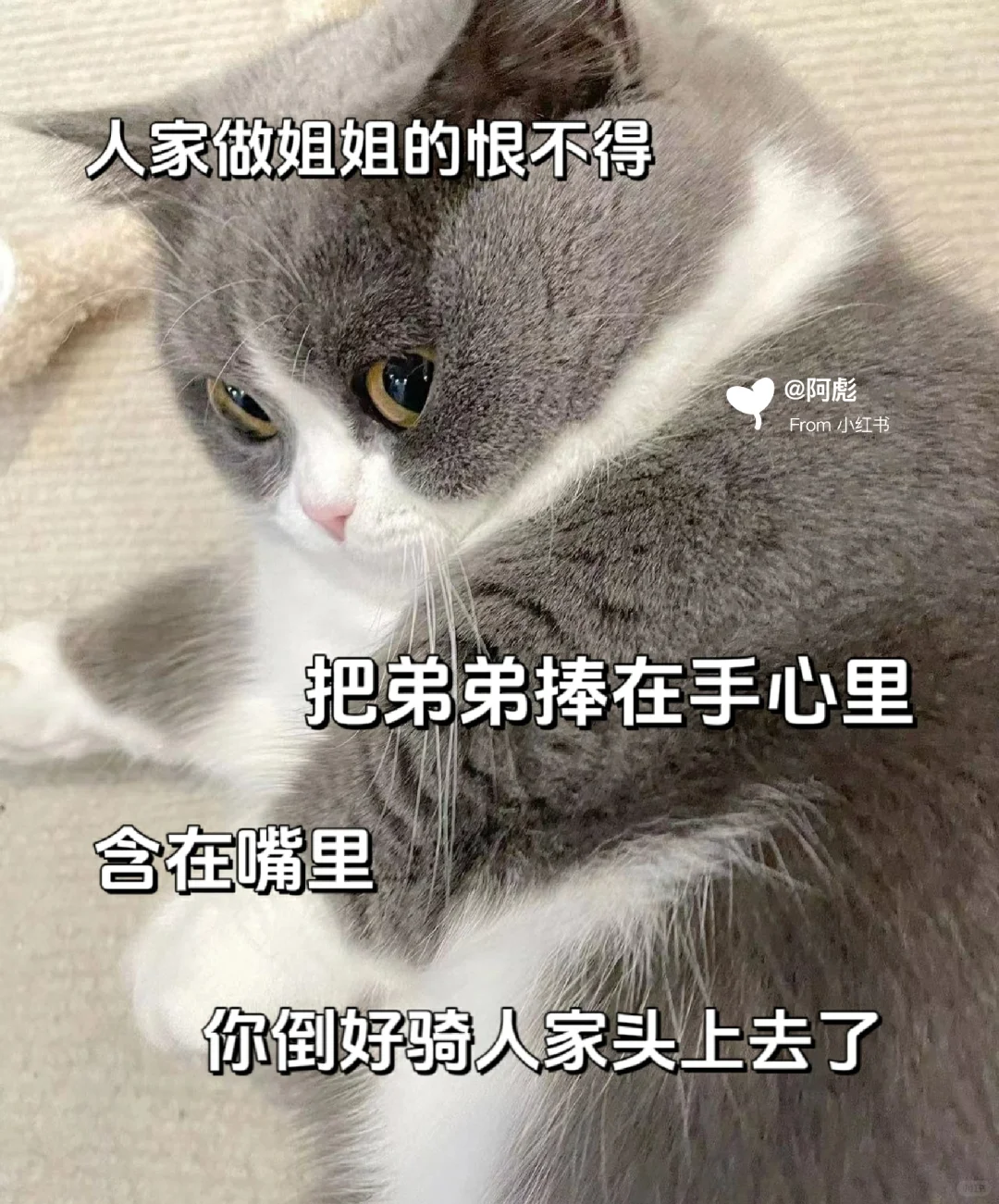 猫咪表情包?魔教三件套