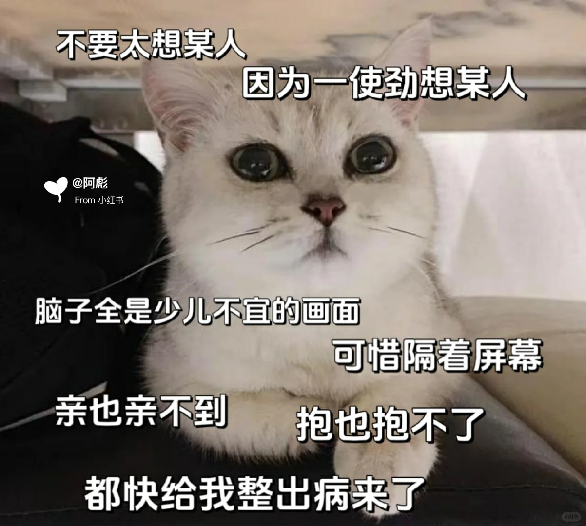 猫咪表情包🔔魔教三件套