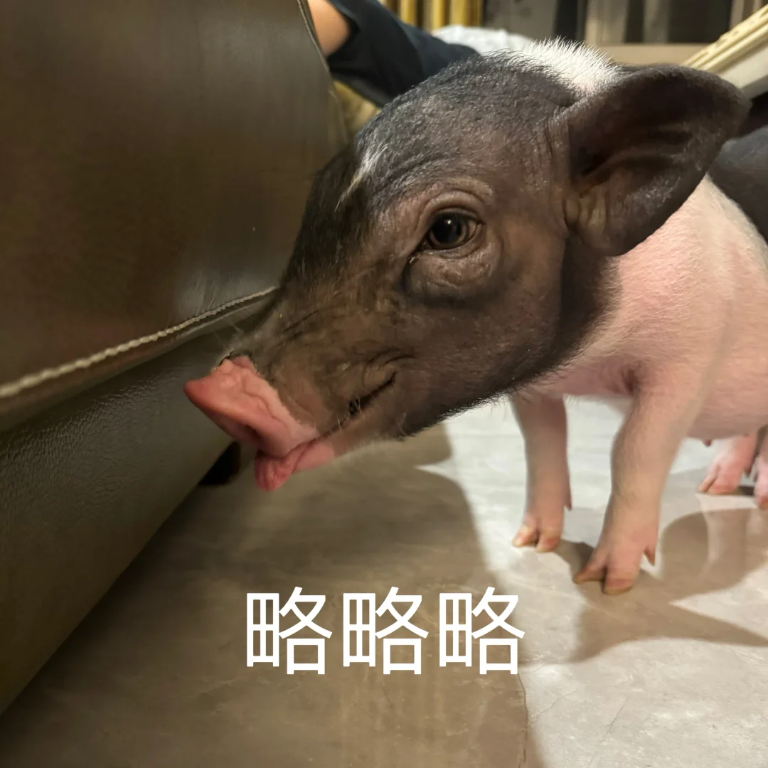 小猪🐷花花表情包