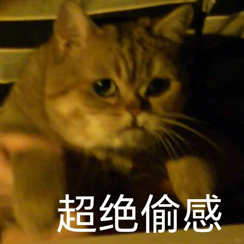 建议大家拍到猫猫表情包不要发朋友圈