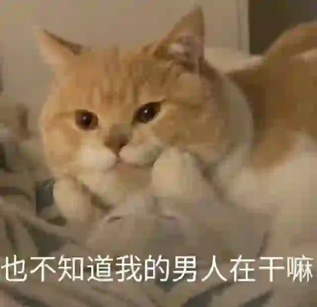 猫咪表情包 套图（哄不好）