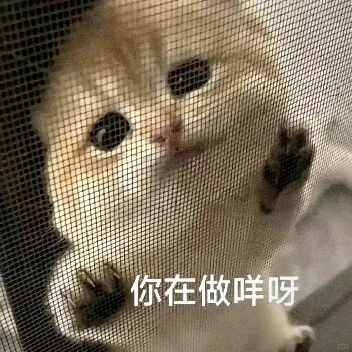 今日份沙雕猫表情包，拿去用吧