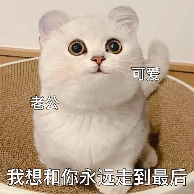 撒娇卖萌的猫咪表情包