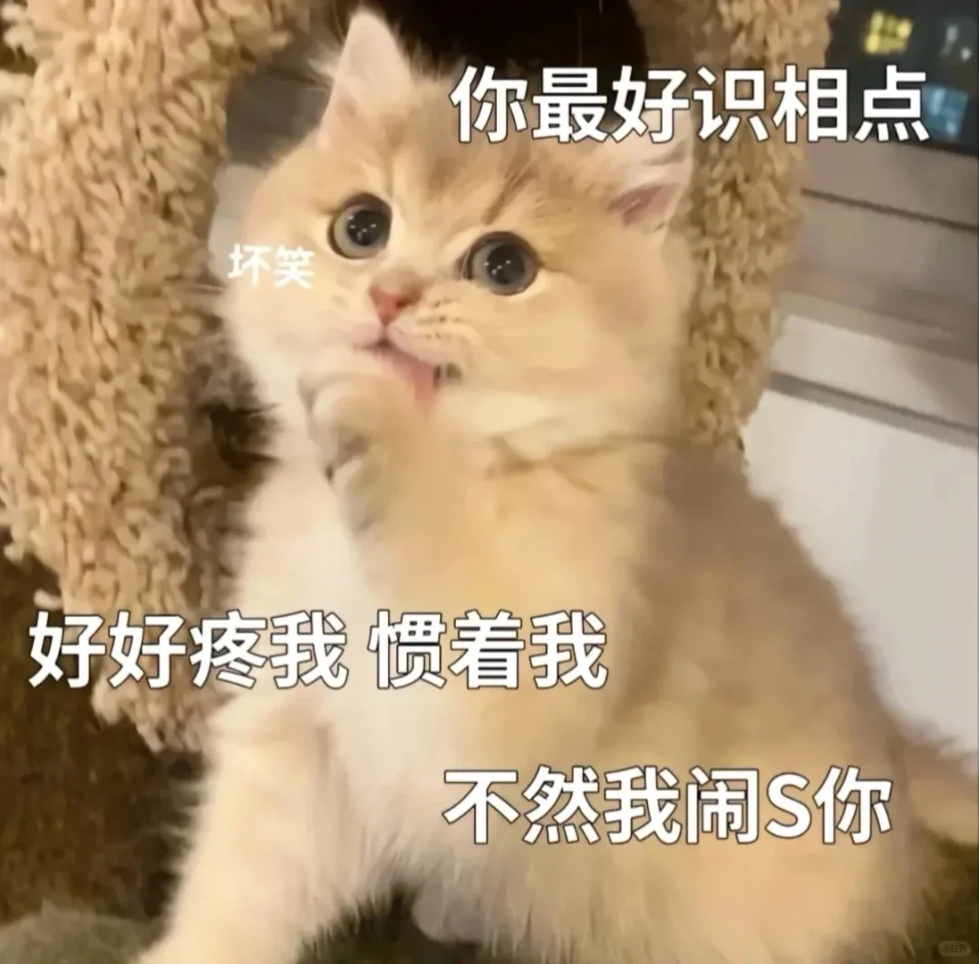 撒娇卖萌的猫咪表情包