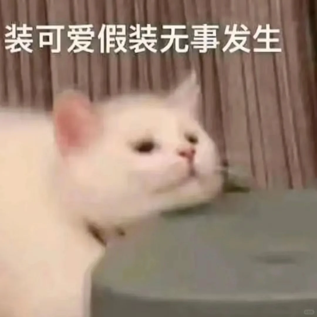 可可爱爱的猫猫表情包