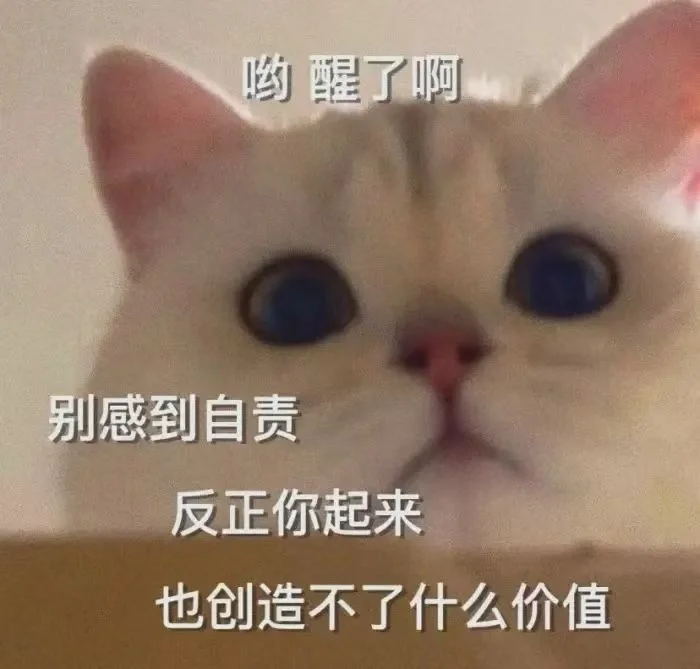 今日份沙雕猫表情包，拿去用吧