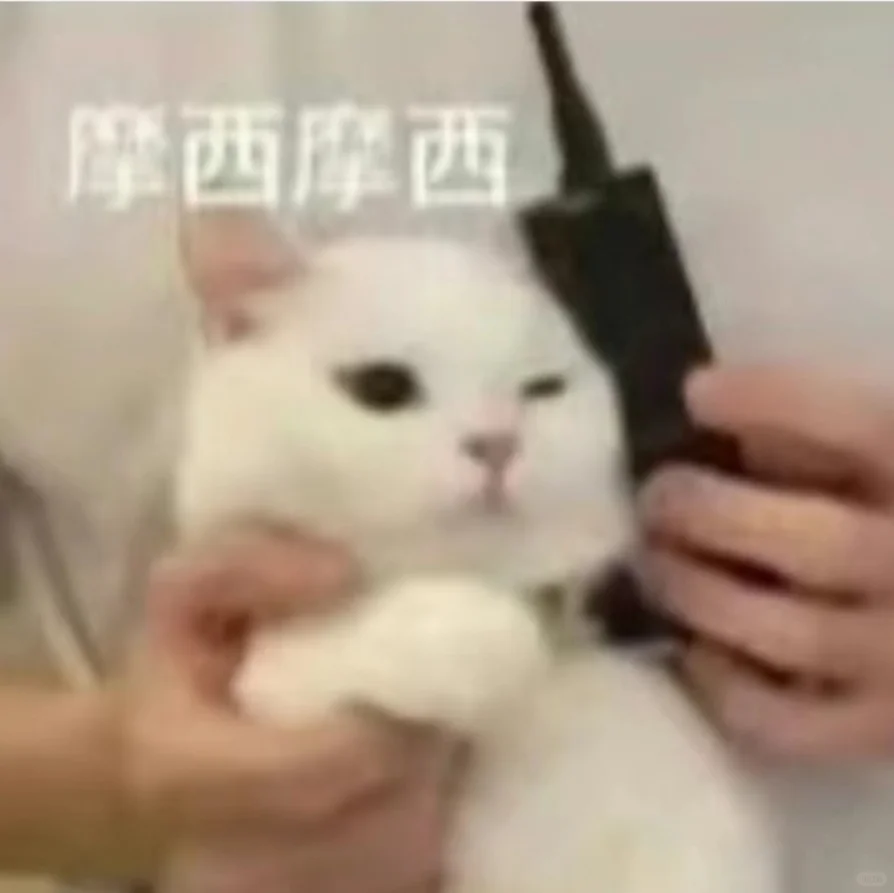 可可爱爱的猫猫表情包