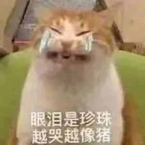 今日份沙雕猫表情包，拿去用吧