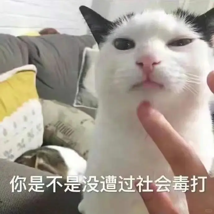 猫咪搞笑表情包