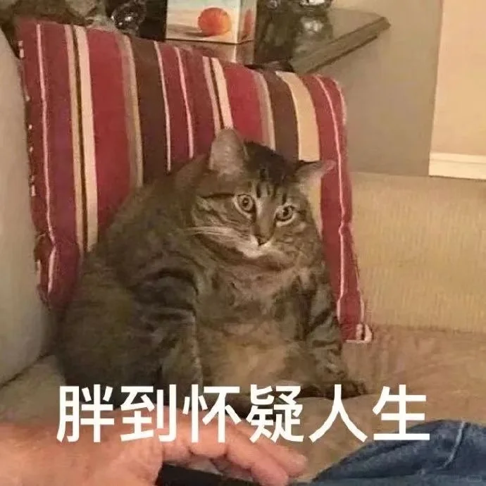 今日份沙雕猫表情包，拿去用吧