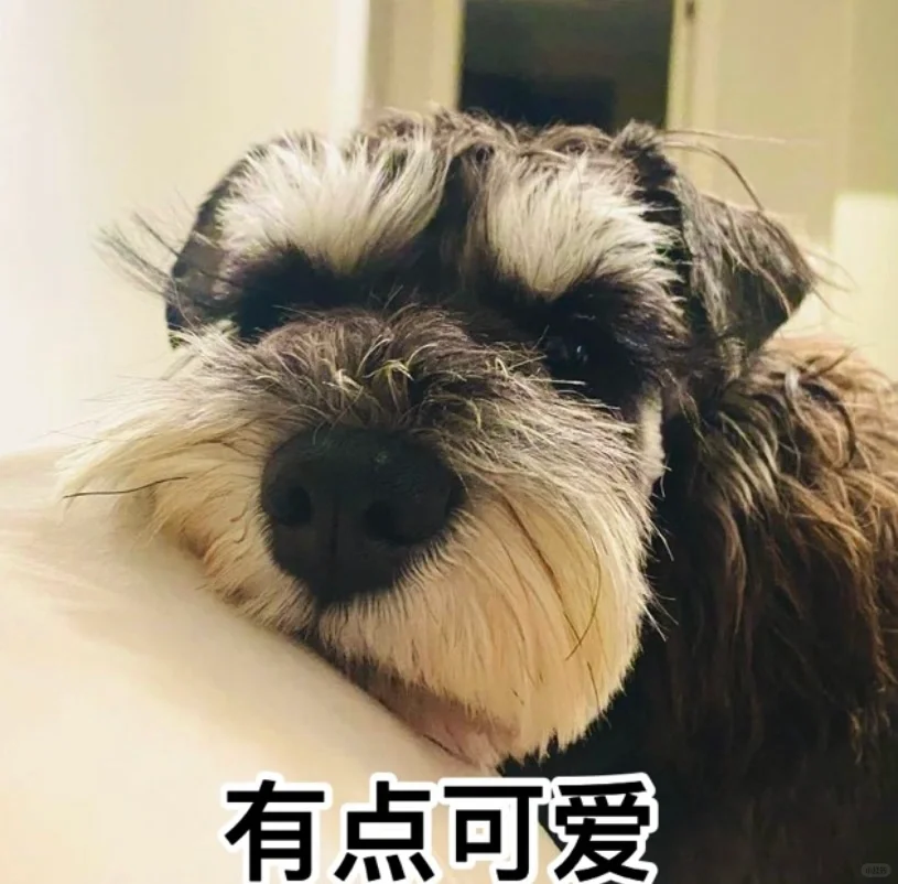 给小狗做的表情包来咯