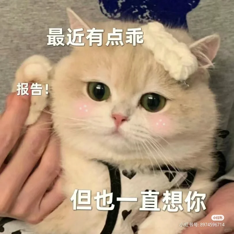 可可爱爱小猫咪表情包！