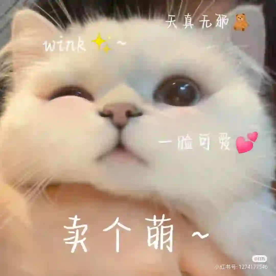 小猫咪表情包！