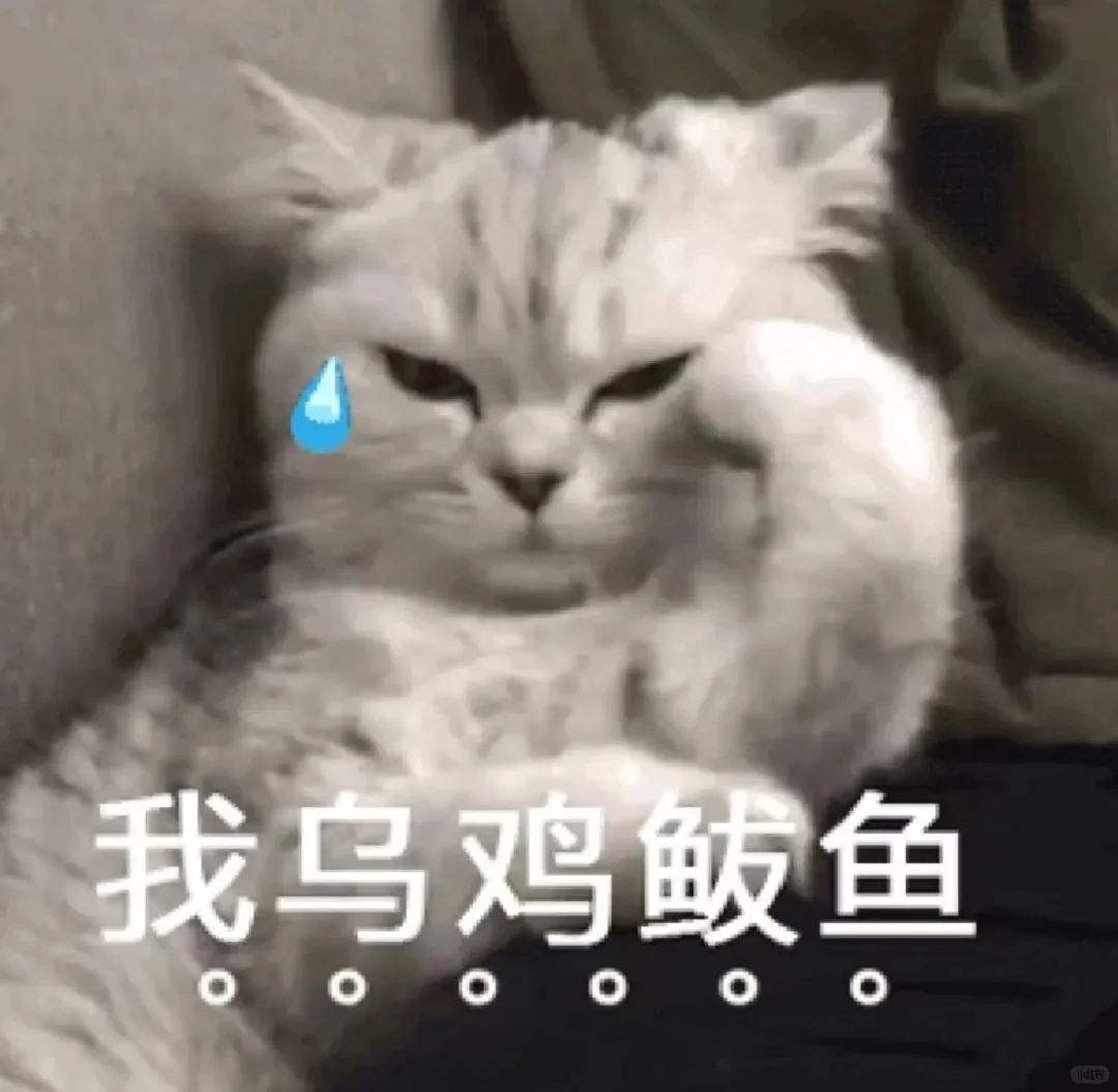 猫子表情包