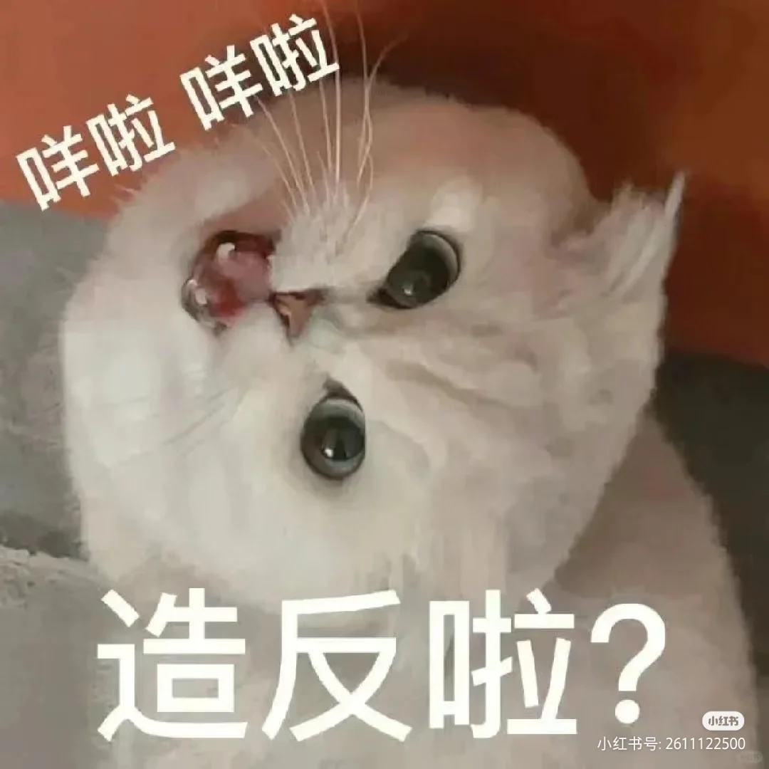 小猫咪表情包！