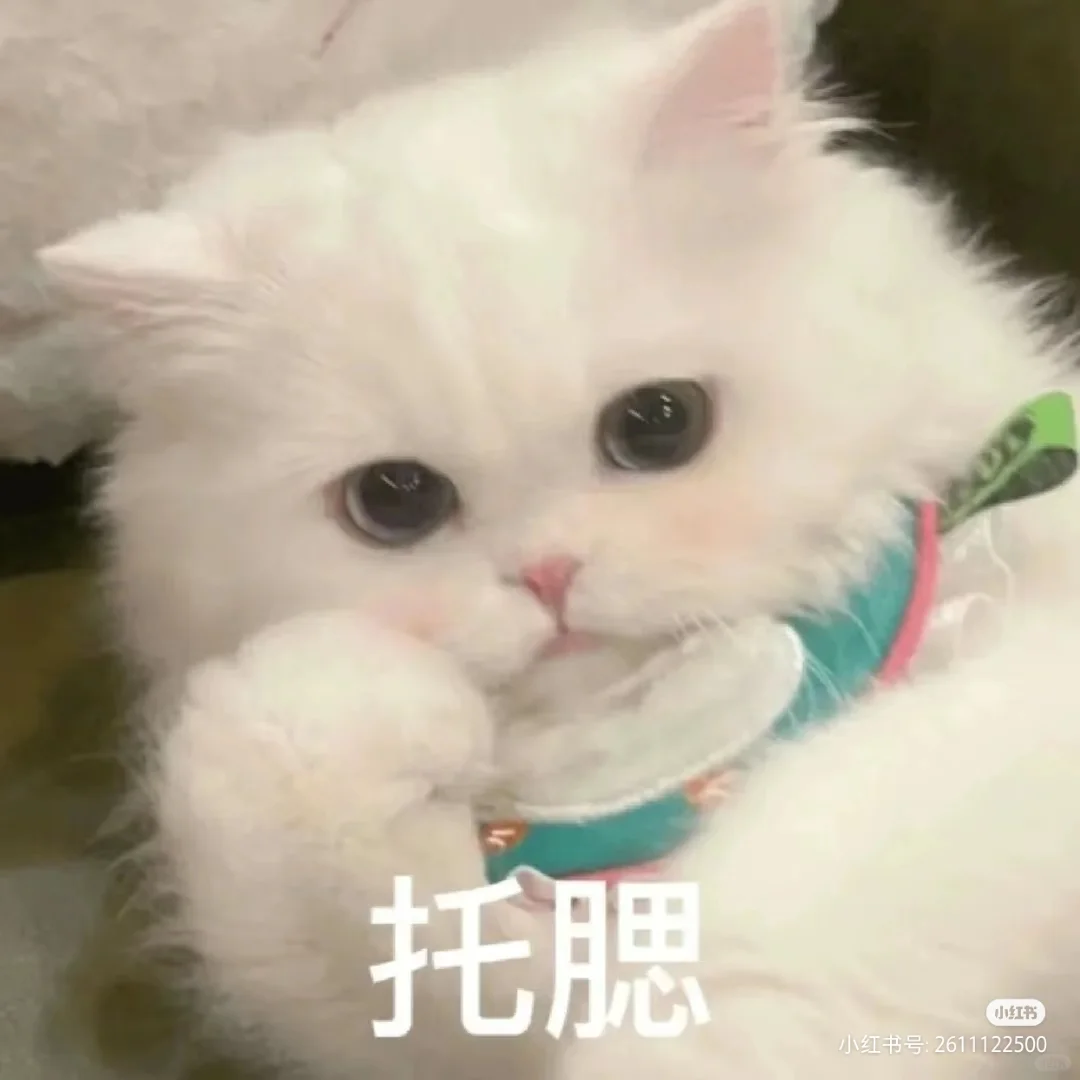 小猫咪表情包！