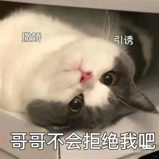 小猫咪表情包！