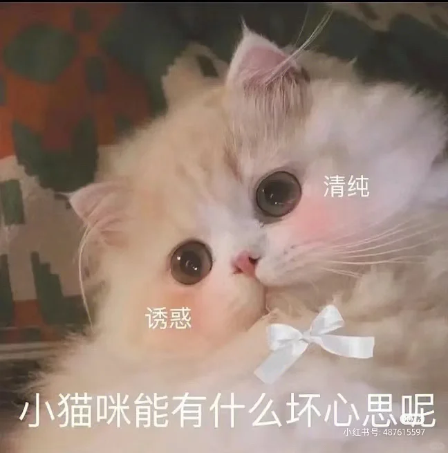 可可爱爱小猫咪表情包！