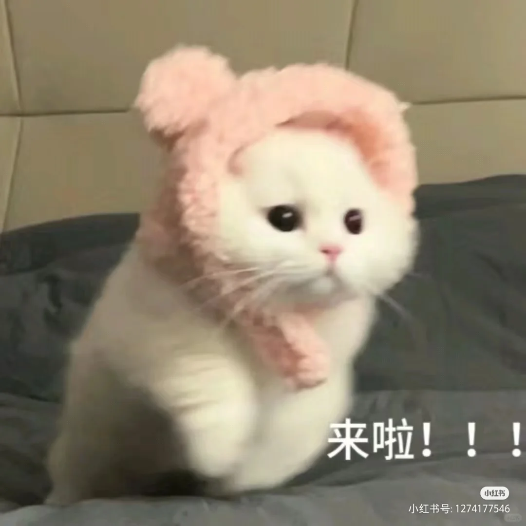 小猫咪表情包！