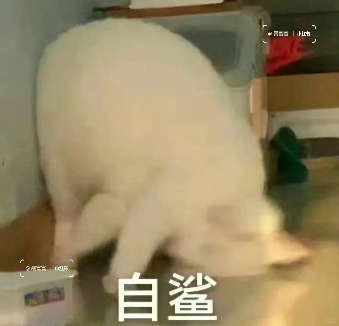 表情包｜我是什么很坏的菠萝小猫嘛？