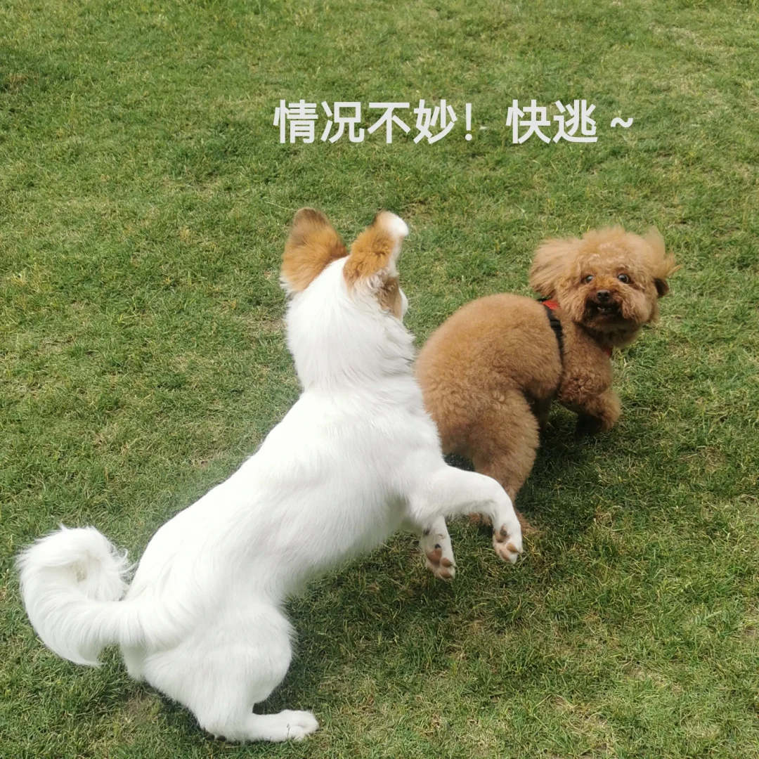 我家🐶的表情包