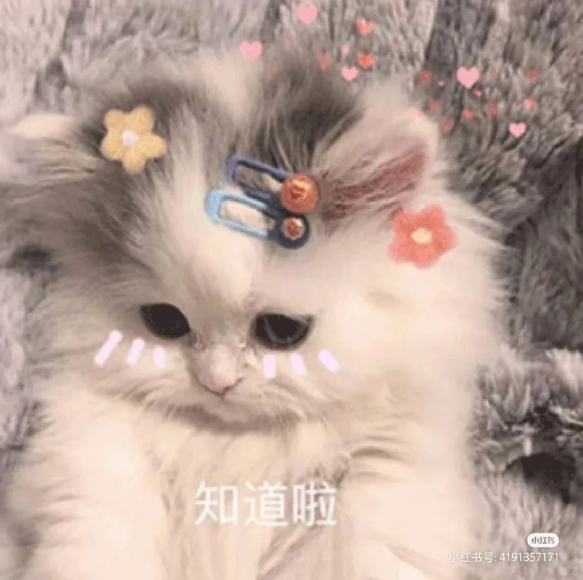 可可爱爱小猫咪表情包