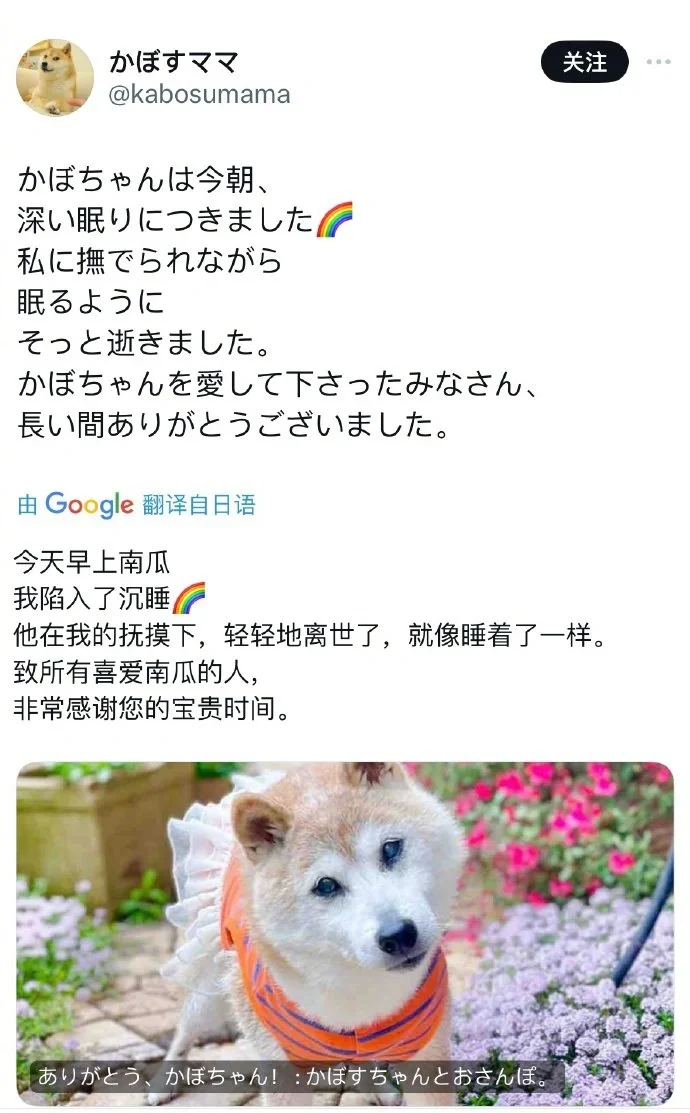 著名表情包doge的原型柴犬卡波苏（Kabosu）