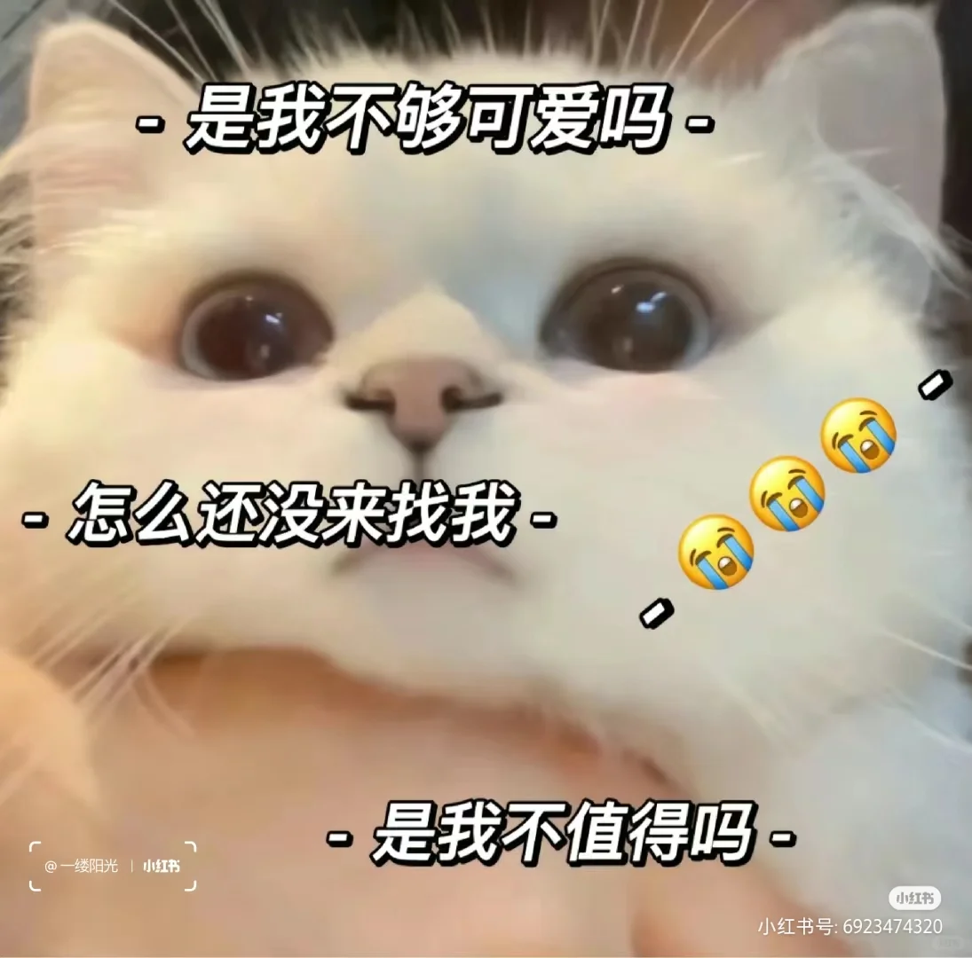 可可爱爱小猫咪表情包