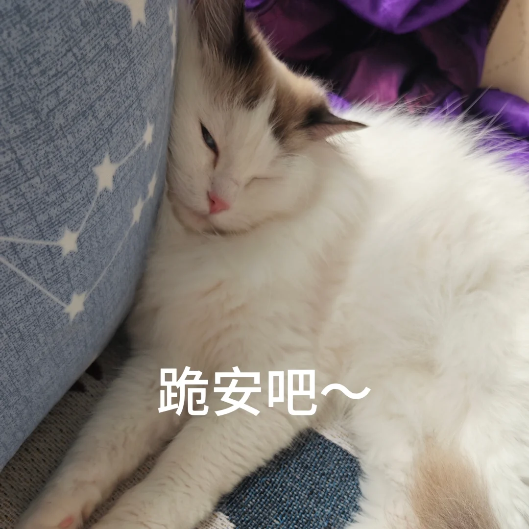 猫猫警告⚠️表情包来啦～