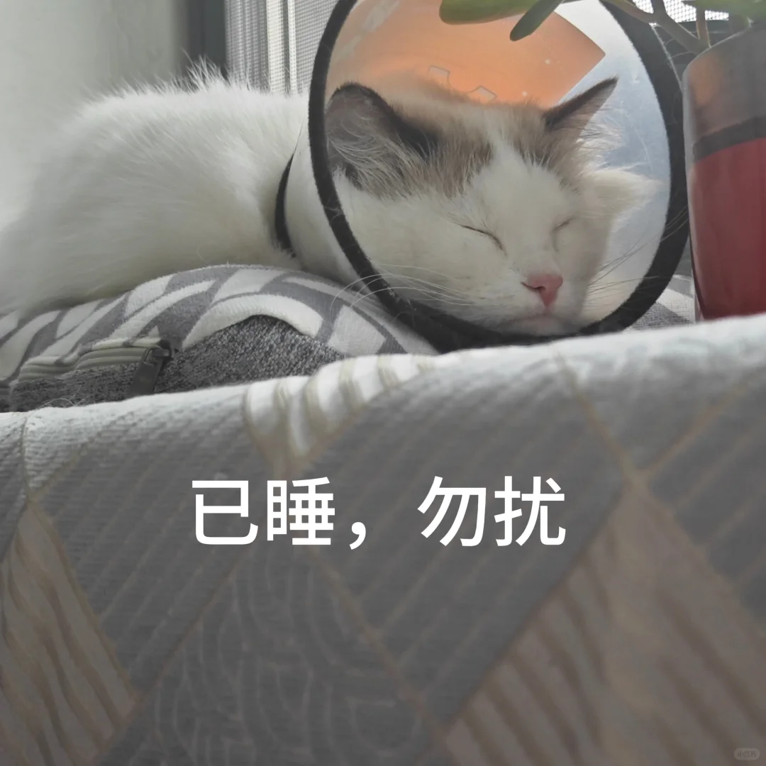 猫猫警告⚠️表情包来啦～