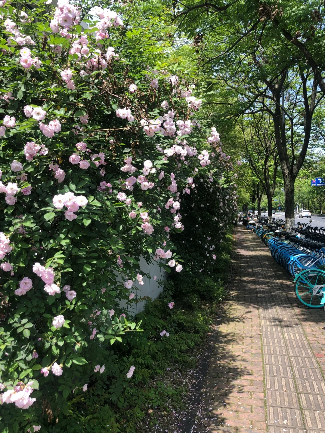 韩女拍照 遇见蔷薇花🌸