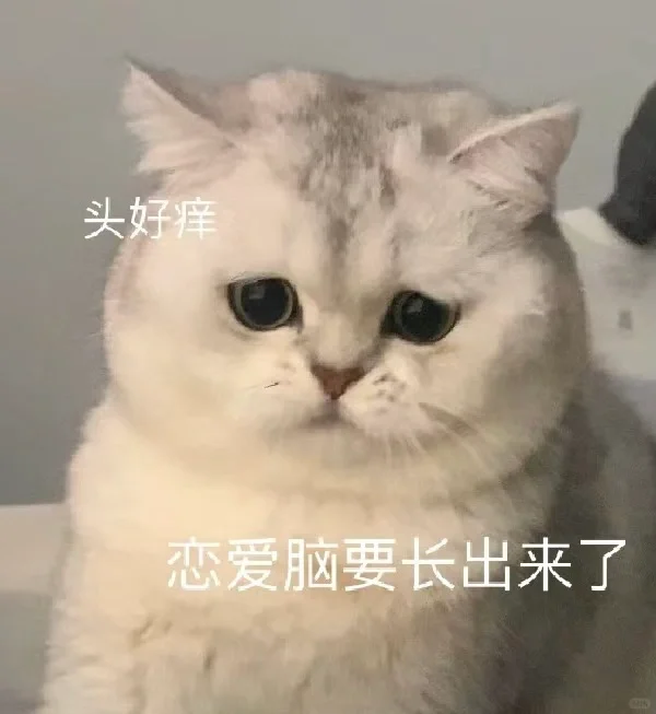 小猫来袭