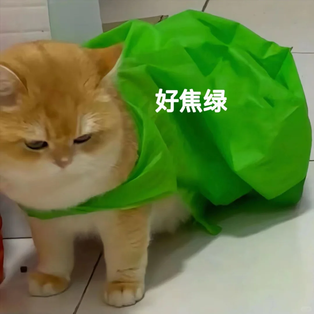 可爱猫猫表情包｜没人跟我玩