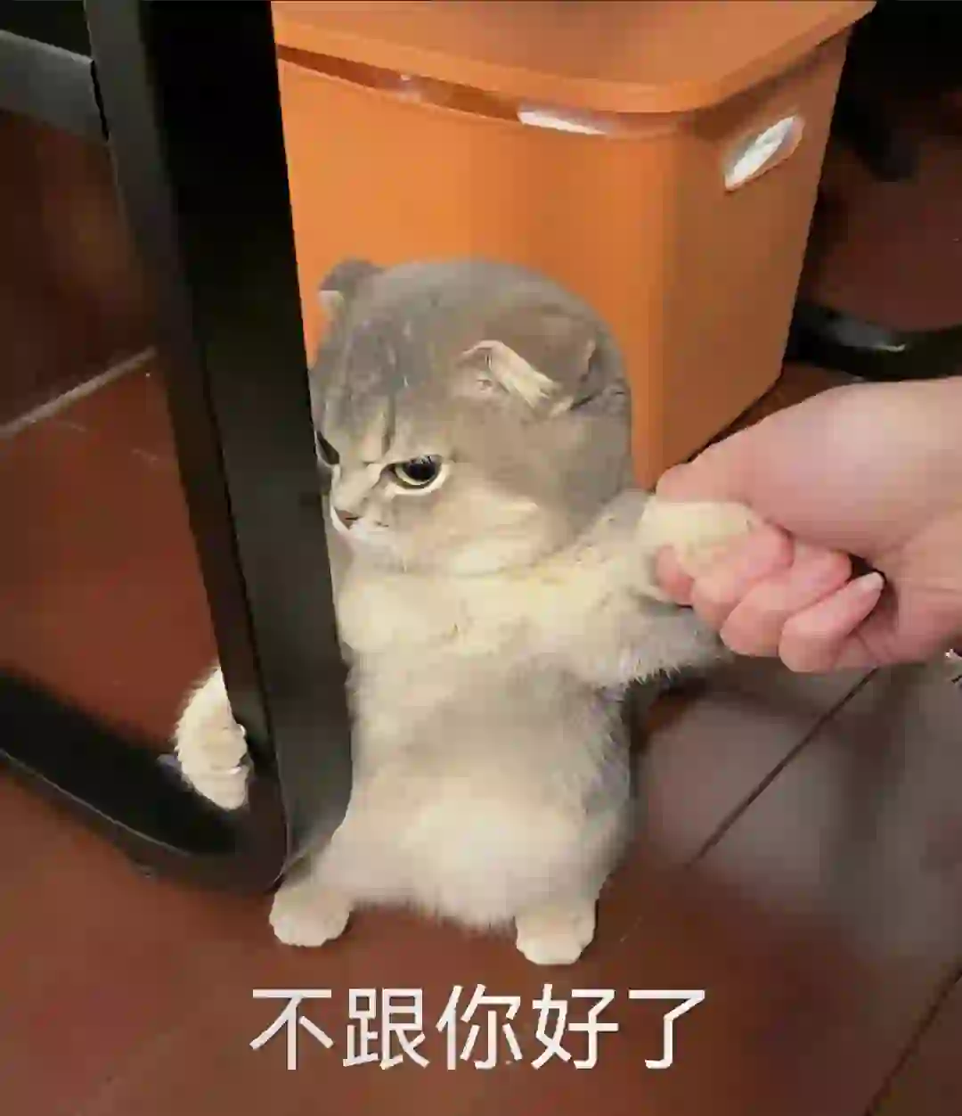 可爱猫猫表情包（混进一只耶耶）